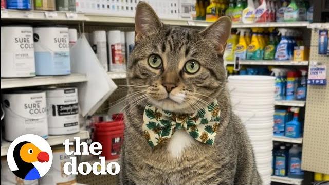 Everyone has that one coworker | the dodo cat crazy Everyone has that one coworker | the dodo cat crazy