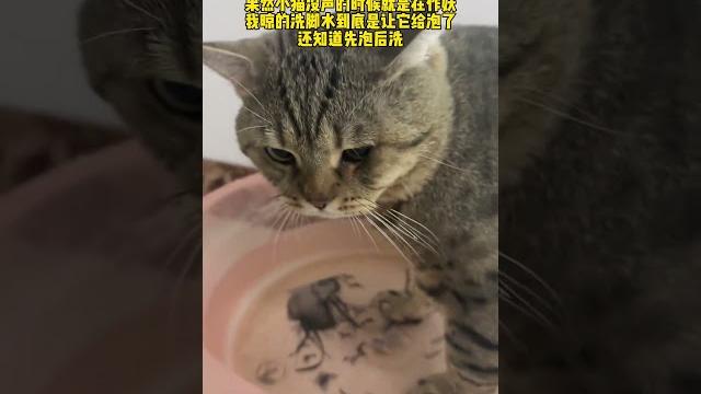 不都说小猫怕水吗 #猫咪的迷惑行为 #帮忙看一下这猫正经不 不都说小猫怕水吗 #猫咪的迷惑行为 #帮忙看一下这猫正经不
