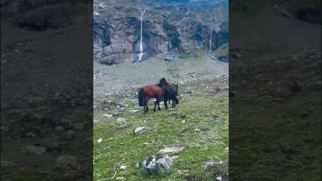 Beautiful horse mating. Beautiful horse mating.