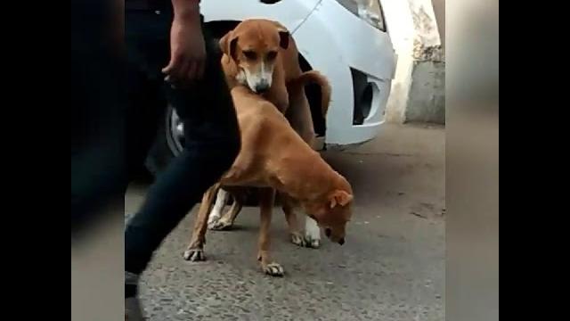 Dhom machale dog fuck Dhom machale dog fuck