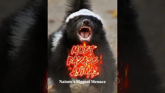 Why honey badgers fears nothing? #shorts Why honey badgers fears nothing? #shorts