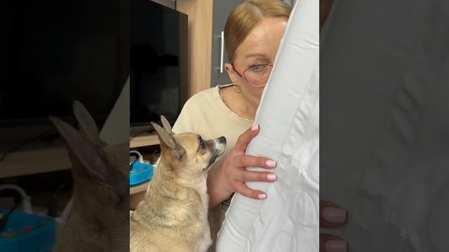 Собака и бассейн#shorts Собака и бассейн#shorts