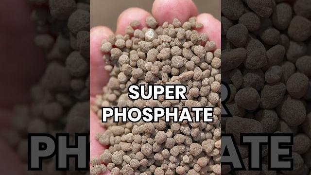 Role of phosphorus in roof garden Role of phosphorus in roof garden