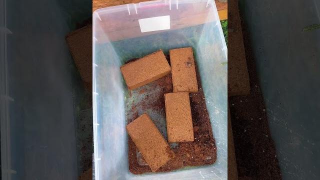 Preparing soil for peppers with: coco coir, perlite, earthworm castings, bone meal, & cow compost️ Preparing soil for peppers with: coco coir, perlite, earthworm castings, bone meal, & cow compost️