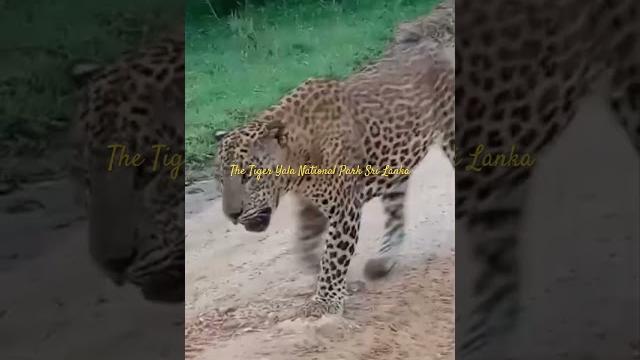 Tigers…visit sri lanka ..national park yala Tigers…visit sri lanka ..national park yala