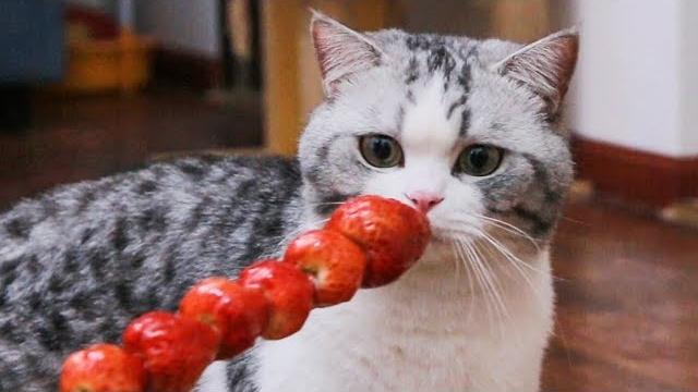猫咪吃了草莓之后,会有什么样的反应?结果出人意料...|花花与三猫 cat live 猫咪吃了草莓之后,会有什么样的反应?结果出人意料...|花花与三猫 cat live