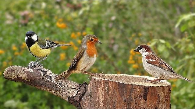 Birds singing in the morning : garden birds video and bird sounds Birds singing in the morning : garden birds video and bird sounds