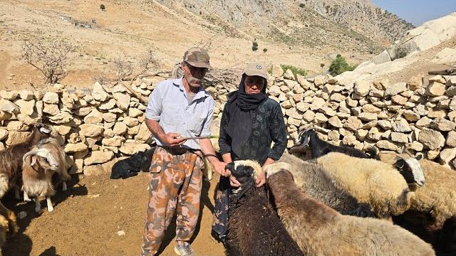 Iran nomadic life: jahangir's effort to give pills for sheep parasites with the help of maryam Iran nomadic life: jahangir's effort to give pills for sheep parasites with the help of maryam