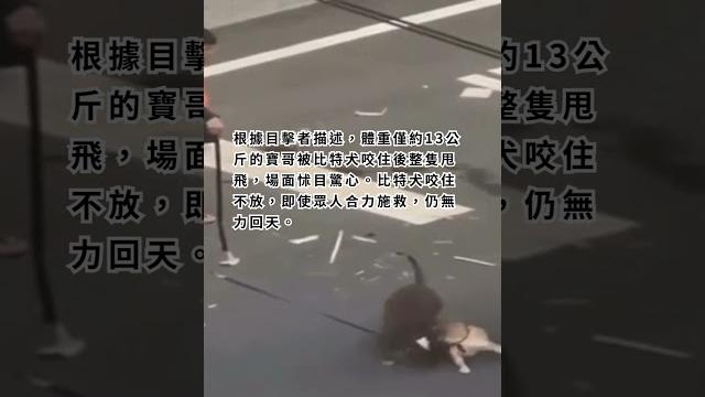 又是比特犬!「咬死柴犬」遭打死!飼主喊告 又是比特犬!「咬死柴犬」遭打死!飼主喊告
