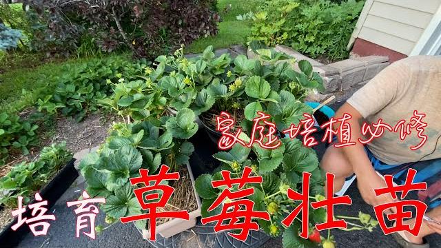 【渔耕笔记】种草莓 | 家庭繁殖草莓壮苗 匍匐茎高效培植 壮苗丰产 【渔耕笔记】种草莓 | 家庭繁殖草莓壮苗 匍匐茎高效培植 壮苗丰产