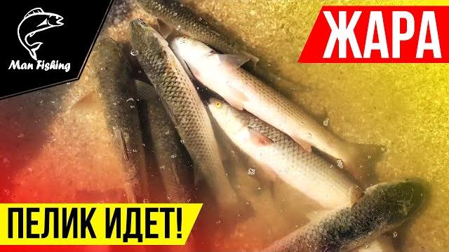 Пеленгас идет! как ловить пелика на море? Пеленгас идет! как ловить пелика на море?