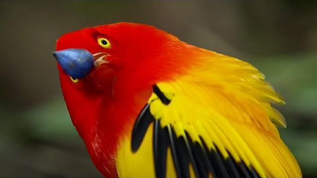 The bowerbird's grand performance! | life story | bbc earth The bowerbird's grand performance! | life story | bbc earth