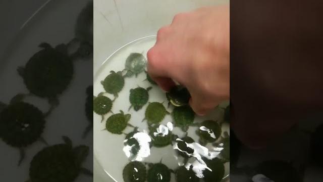 Маленькие черепахи черепашки зелёные Маленькие черепахи черепашки зелёные