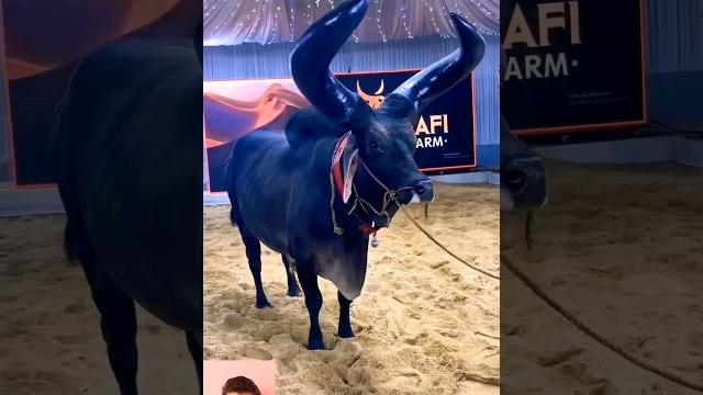 Cow videos /cow mandi 2025#bull #cute #shortvideo# Cow videos /cow mandi 2025#bull #cute #shortvideo#