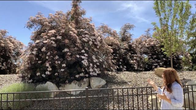 Black lace elderberry in full glory! Black lace elderberry in full glory!