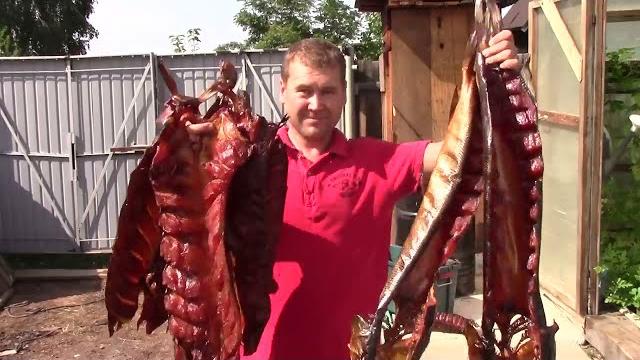 Копчение крупной щуки на осине. простая коптильня. холодное копчение. накоптил трофеев. Копчение крупной щуки на осине. простая коптильня. холодное копчение. накоптил трофеев.