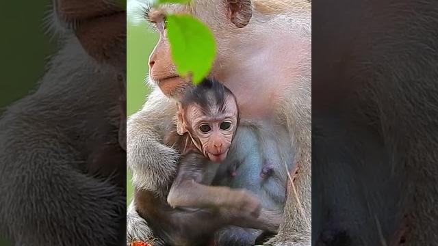 Little baby need more milk - patient mom just keep breastfeeding #monkeyaround #monkeys #babymonkey Little baby need more milk - patient mom just keep breastfeeding #monkeyaround #monkeys #babymonkey