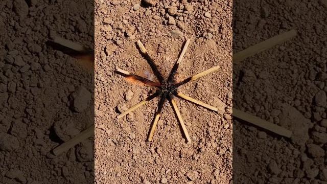 How to make a pet spider?#viralshorts #diy_idea #tricks #experiment How to make a pet spider?#viralshorts #diy_idea #tricks #experiment