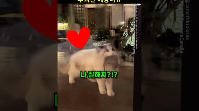 선물줬다가 땅치고 후회한 애옹이ㅠ 선물줬다가 땅치고 후회한 애옹이ㅠ