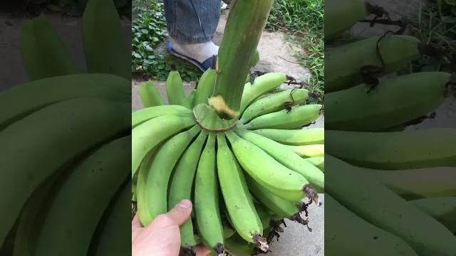 Banana chacha-俐落的香蕉刀法 Banana chacha-俐落的香蕉刀法