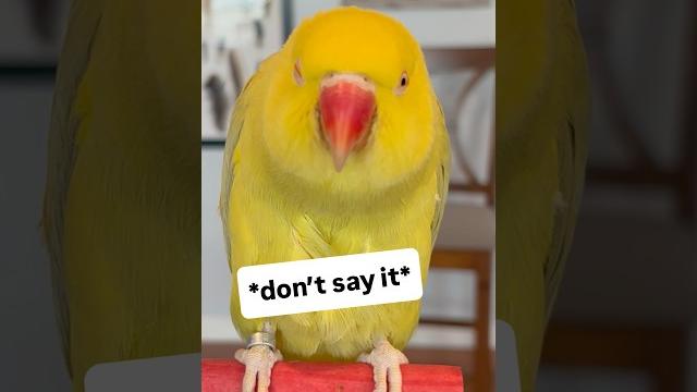 And yet, he still gives her kisses! #talkingbird #talkingparrot #funnyanimals #couplegoals #kiss And yet, he still gives her kisses! #talkingbird #talkingparrot #funnyanimals #couplegoals #kiss