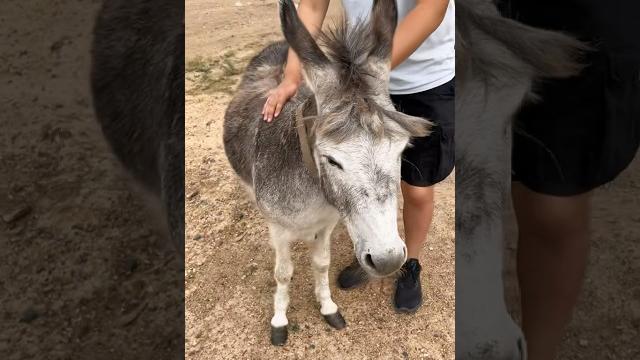 Ослик по имени серик Ослик по имени серик