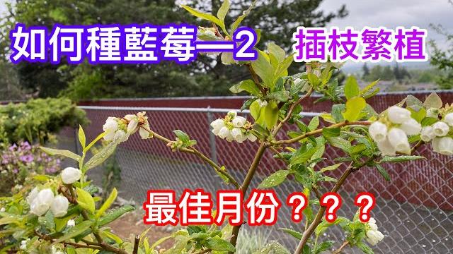 【種藍莓】如何種藍莓—2 blueberry cuttings 何時是插枝繁殖最佳時機?影片145 【種藍莓】如何種藍莓—2 blueberry cuttings 何時是插枝繁殖最佳時機?影片145
