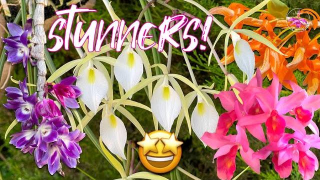 Diverse variety of fragrant orchids in bloom special rescued brassavola orchid blooms #ninjaorchids Diverse variety of fragrant orchids in bloom special rescued brassavola orchid blooms #ninjaorchids