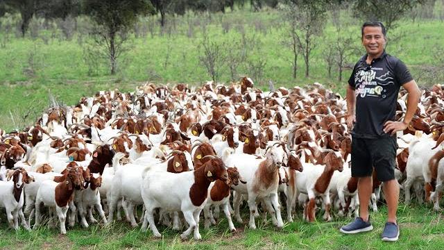 Why don't you need a big land to raise goats? discover the untold secrets of successful goat farming Why don't you need a big land to raise goats? discover the untold secrets of successful goat farming