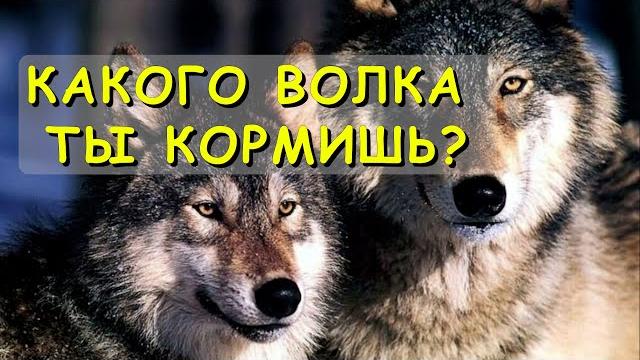 Какого волка ты кормишь? мудрая индейская притча Какого волка ты кормишь? мудрая индейская притча