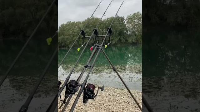 Carp run #shorts #carpfishing Carp run #shorts #carpfishing