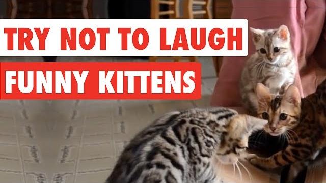 99% lose this try not to laugh challenge - funny kittens video 99% lose this try not to laugh challenge - funny kittens video