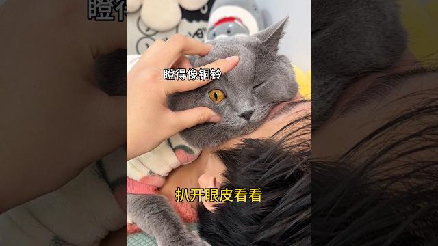 永远叫不醒一只装睡的猫,除非… #猫咪的迷惑行为 #cat #精神状态良好 #cute #萌宠 永远叫不醒一只装睡的猫,除非… #猫咪的迷惑行为 #cat #精神状态良好 #cute #萌宠