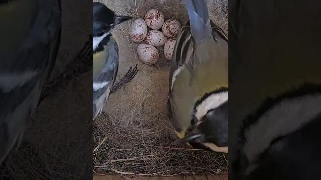 Great tit gets fed in bed #birds #animals #wildlife #nature #webcams #birdcams #live #shorts Great tit gets fed in bed #birds #animals #wildlife #nature #webcams #birdcams #live #shorts