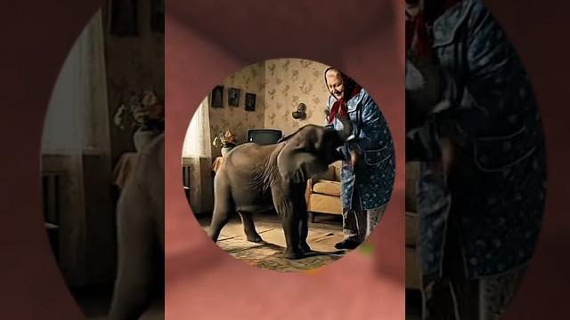 Бабушка завела себе слона #мем #юмор #прикол Бабушка завела себе слона #мем #юмор #прикол
