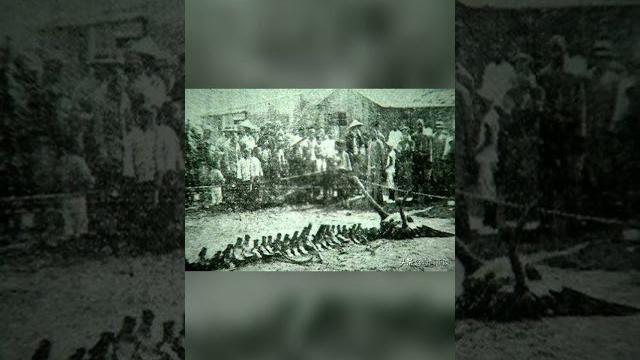Китайские драконы. миф или реальность Китайские драконы. миф или реальность