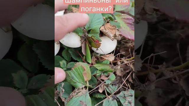 Шампиньоны или поганки? что выросло в клубнике #грибы #шампиньоны #поганки #мухомор #грибывсаду Шампиньоны или поганки? что выросло в клубнике #грибы #шампиньоны #поганки #мухомор #грибывсаду