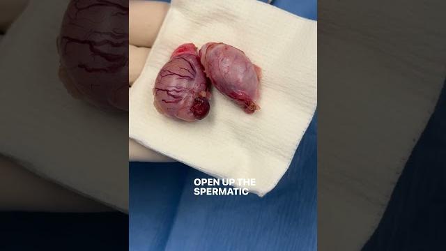 Minimally invasive laser neuter in dogs Minimally invasive laser neuter in dogs