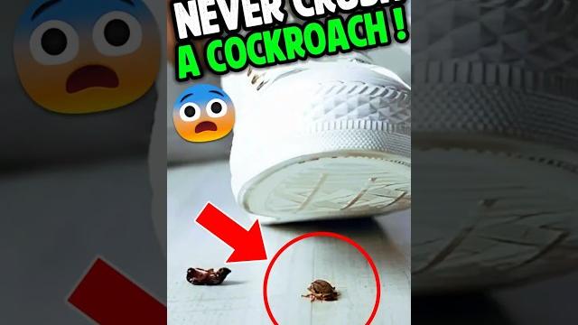 Never crush a cockroach #facts Never crush a cockroach #facts