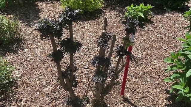 Trimmed elderberry | garden crossings Trimmed elderberry | garden crossings