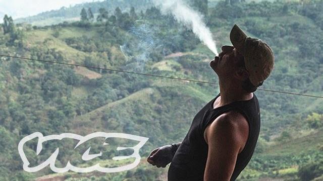 Kings of cannabis | weediquette Kings of cannabis | weediquette