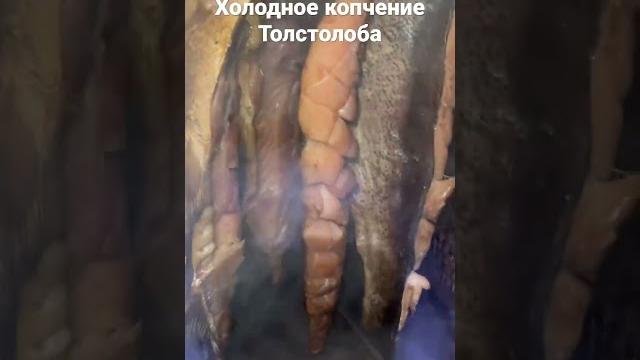 Холодное копчение толстолоба часть 3 #копчение #холодноекопчение #домашнеекопчение #толстолоб Холодное копчение толстолоба часть 3 #копчение #холодноекопчение #домашнеекопчение #толстолоб
