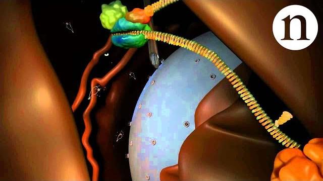 Rna interference (rnai): by nature video Rna interference (rnai): by nature video