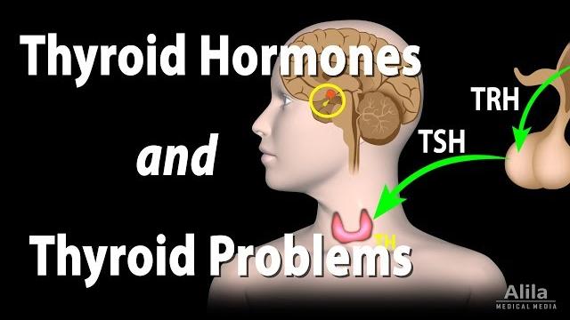 Thyroid gland, hormones and thyroid problems, animation Thyroid gland, hormones and thyroid problems, animation