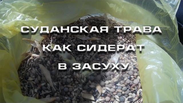 Суданская трава как сидерат в засуху Суданская трава как сидерат в засуху