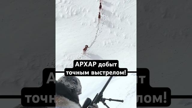 ️ кыргызстан / охота / тянь-шаньский архар 🫀 (525 м) ️ кыргызстан / охота / тянь-шаньский архар 🫀 (525 м)
