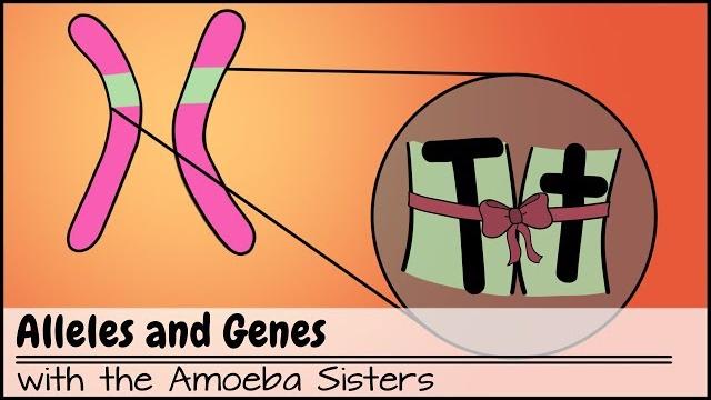 Alleles and genes Alleles and genes