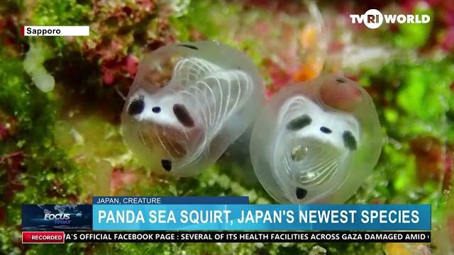 Panda sea squirt, japan's newest species Panda sea squirt, japan's newest species