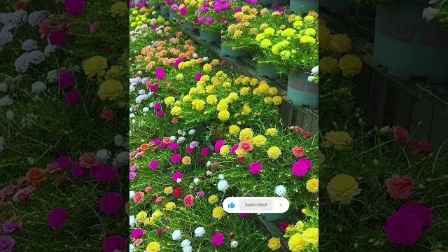 Wow beautiful portulaca moss rose blooms garden #garden #flowergarden #shorts #flowers Wow beautiful portulaca moss rose blooms garden #garden #flowergarden #shorts #flowers