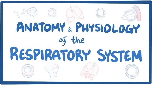 Anatomy and physiology of the respiratory system Anatomy and physiology of the respiratory system